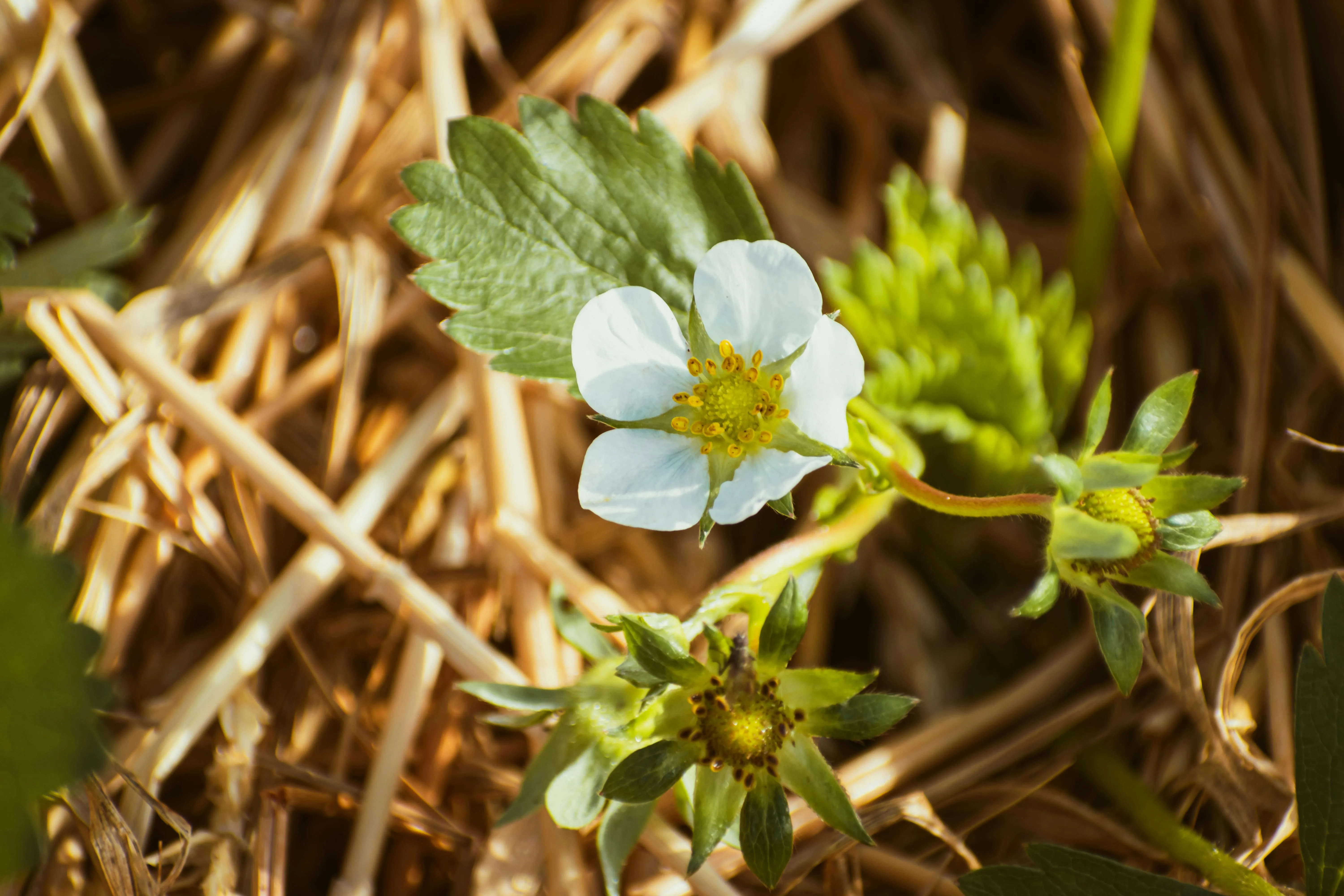 Strawberry plant with white flowers growing in a garden bed with straw mulch