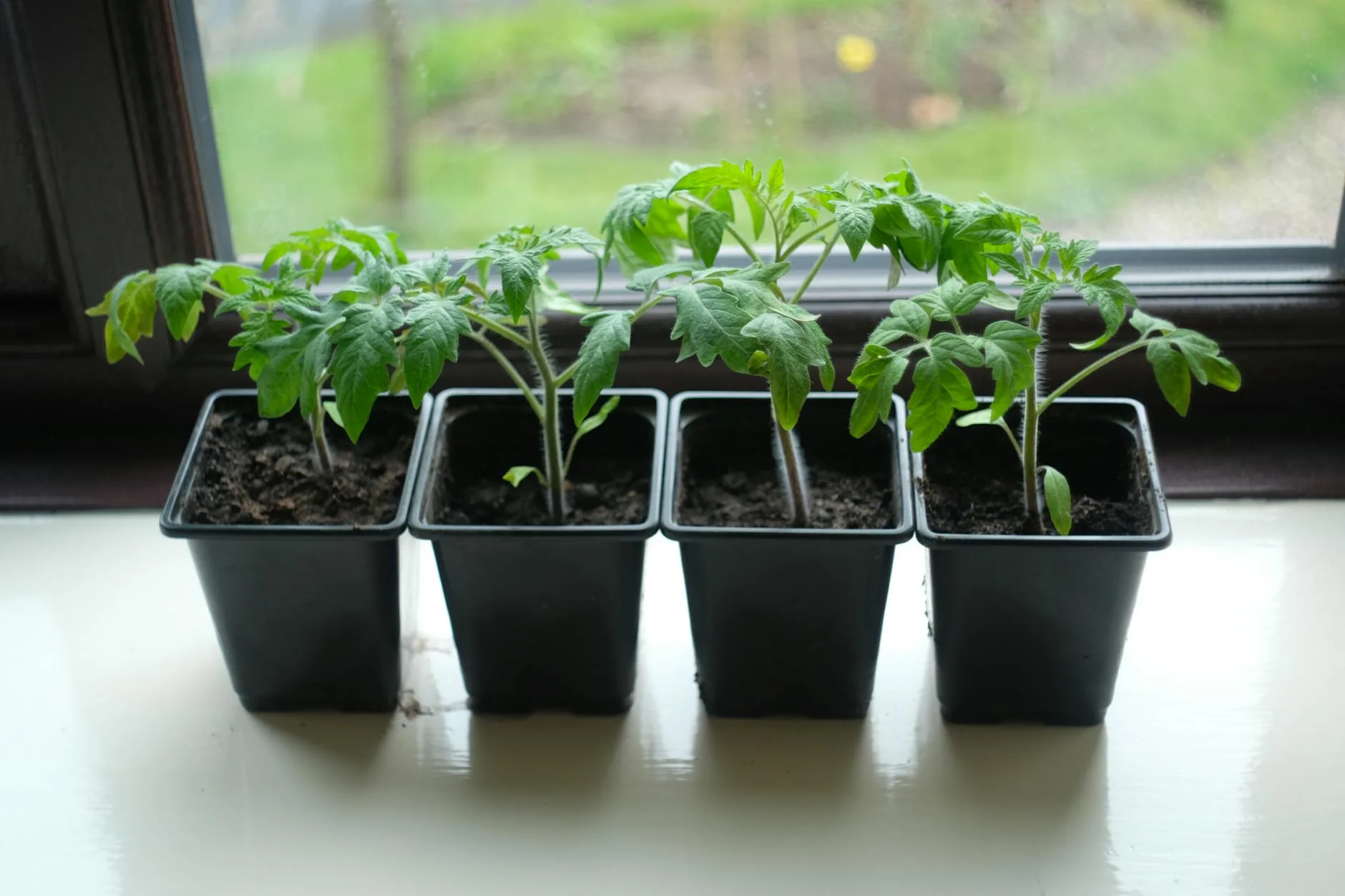 Young tomato seedlings in small pots on a sunny windowsill