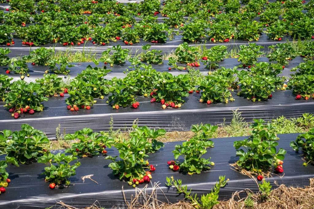 Ripe red strawberries growing on plants in a UK garden