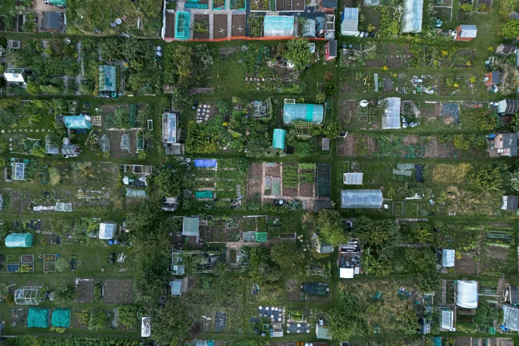 Vegetable garden with rows of crops in raised beds on an allotment