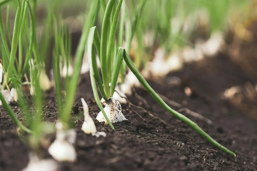 Rows of vegetables growing in a garden allotment