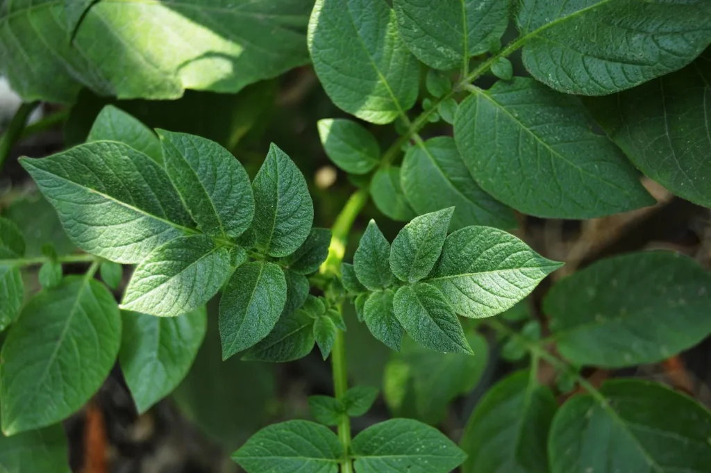 Green vegetables growing in an allotment garden plot