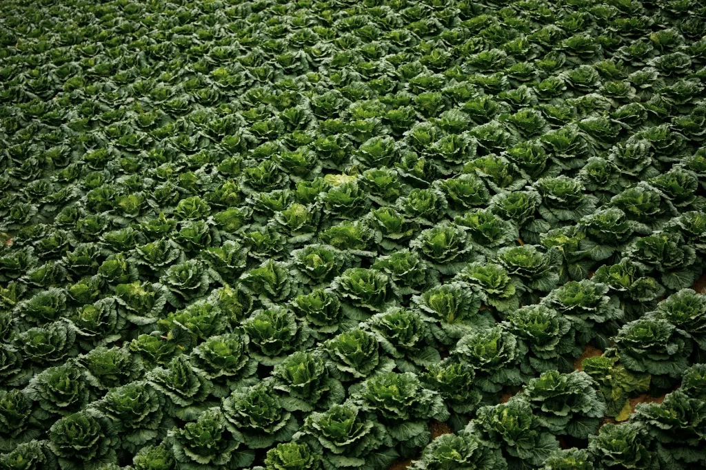 Rows of vegetables growing in a UK garden in spring