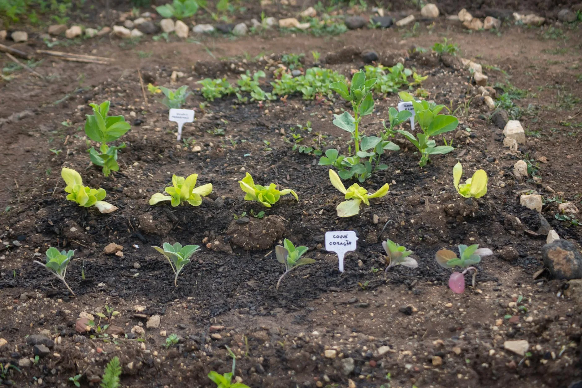 Young vegetable seedlings growing in a raised garden bed