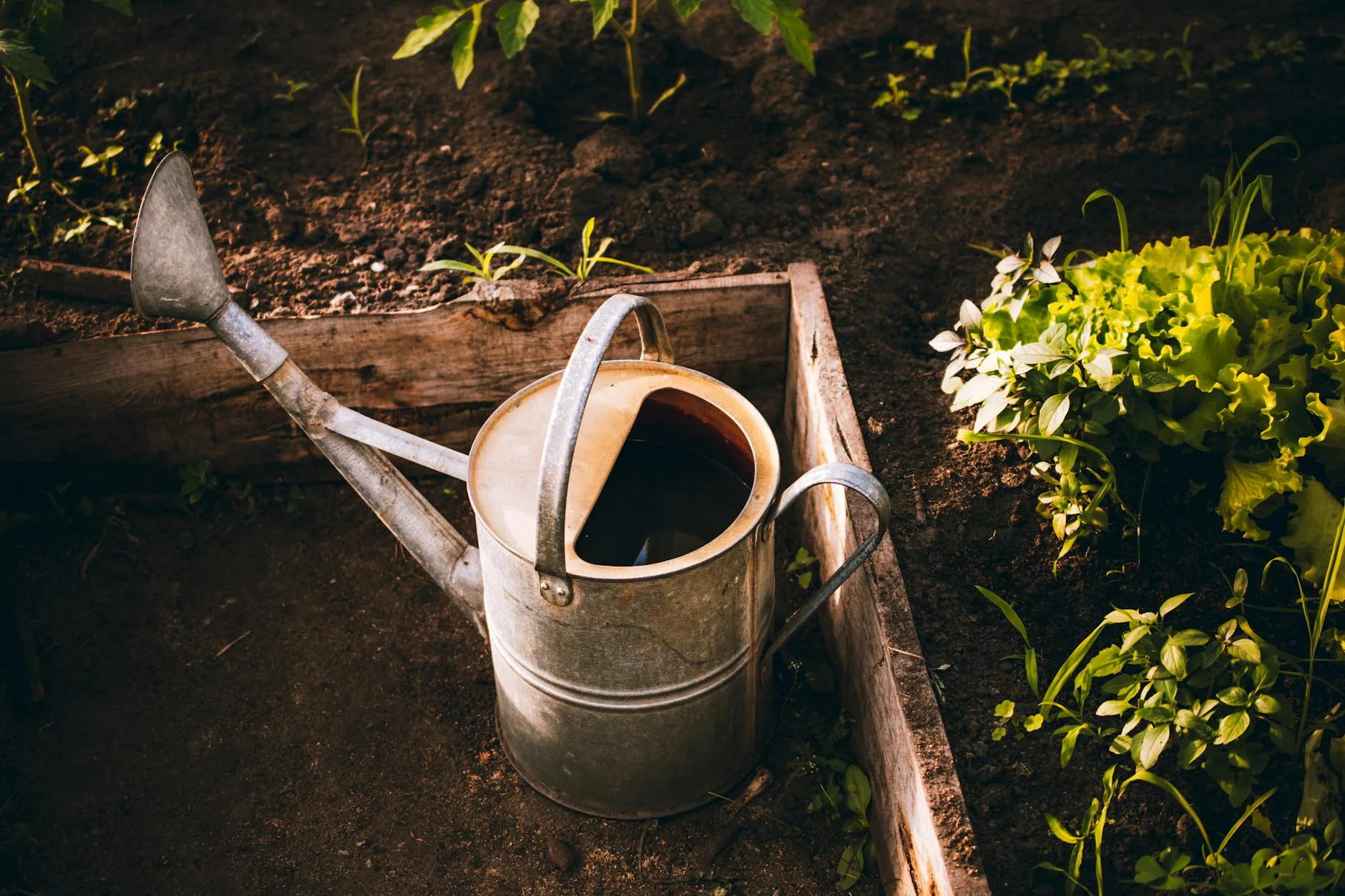 Watering a vegetable raised bed with garden tools nearby