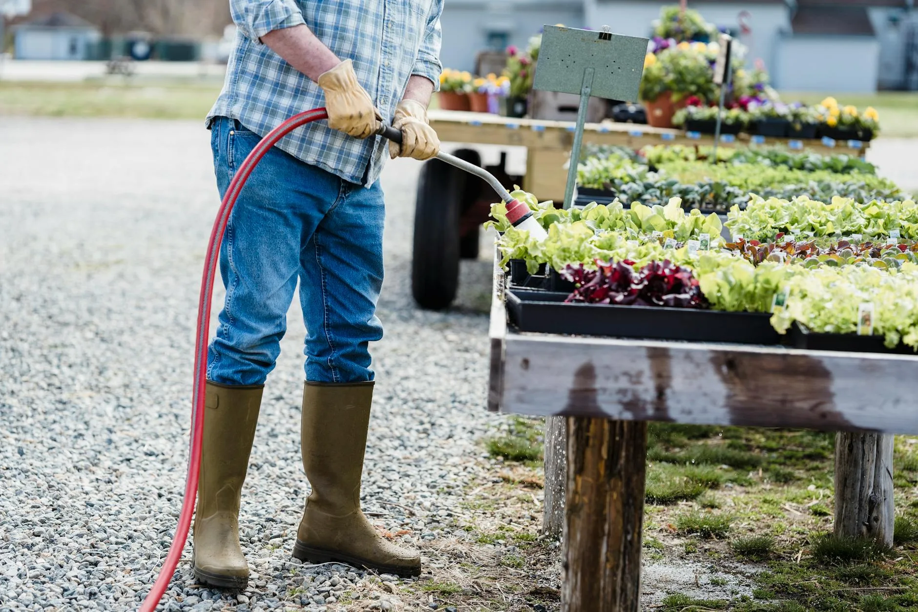 Watering a vegetable garden with plants growing in summer