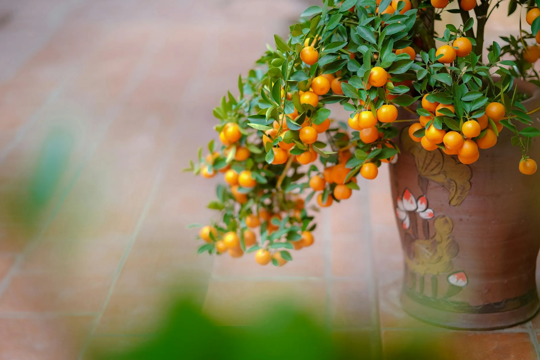 Citrus tree growing in a large terracotta pot outdoors