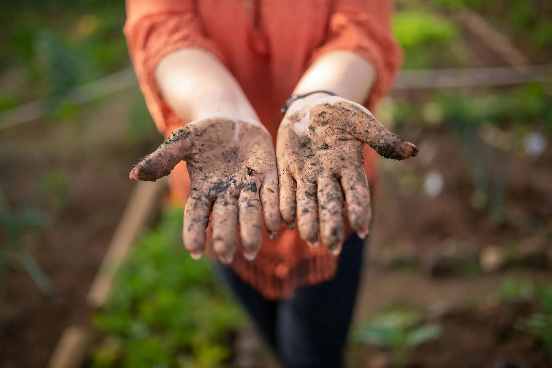 Rich dark garden soil held in hands