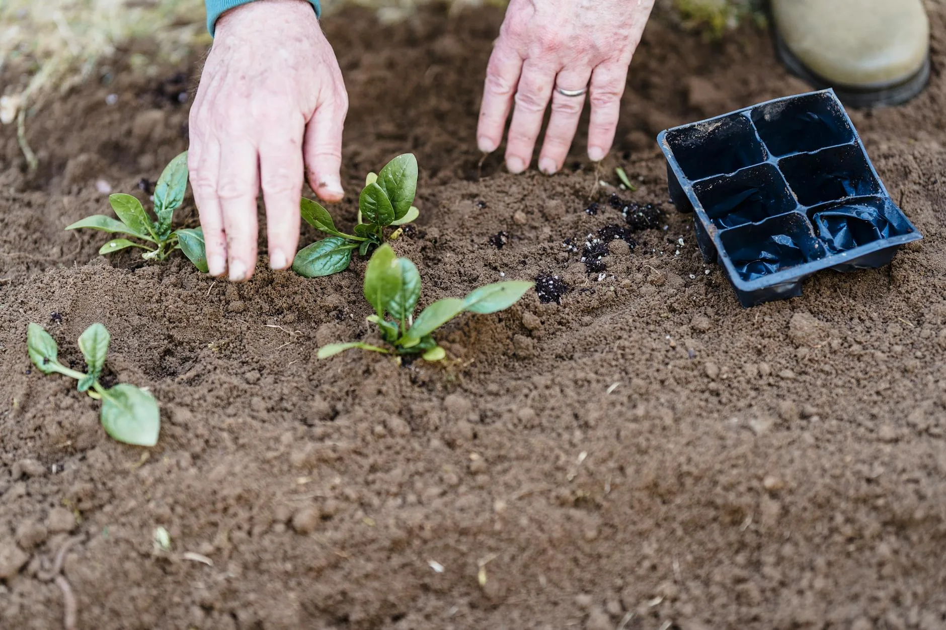 Vegetable garden allotment with growing plots