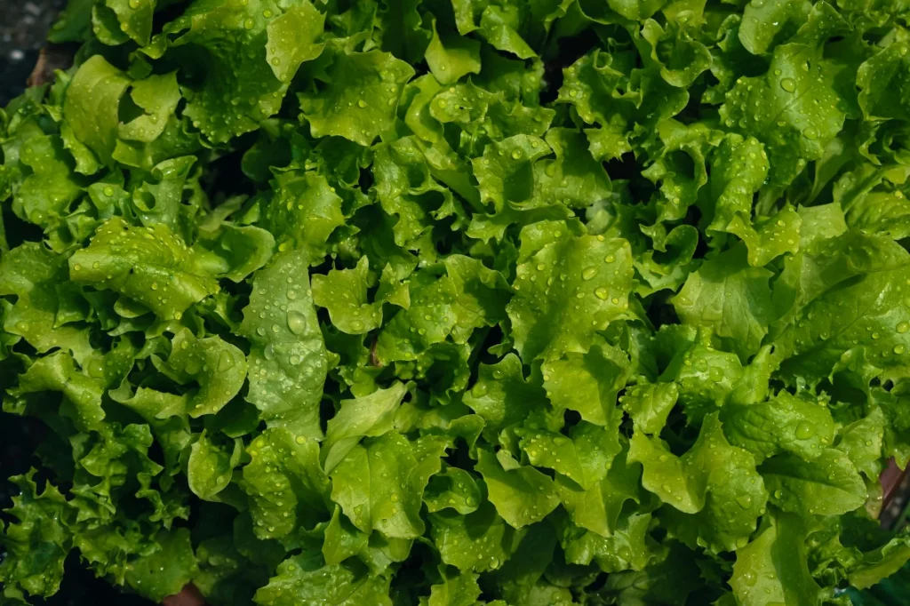 Fresh salad leaves growing in a garden bed