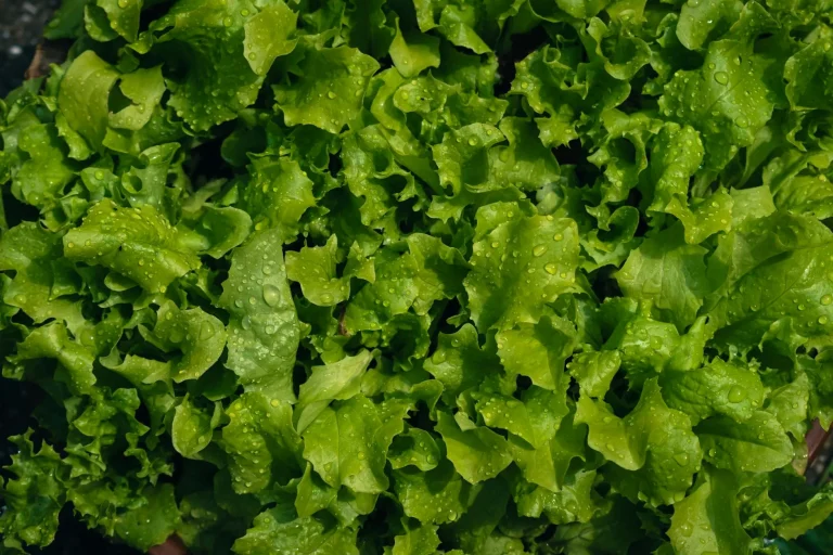 Vegetable Growing
