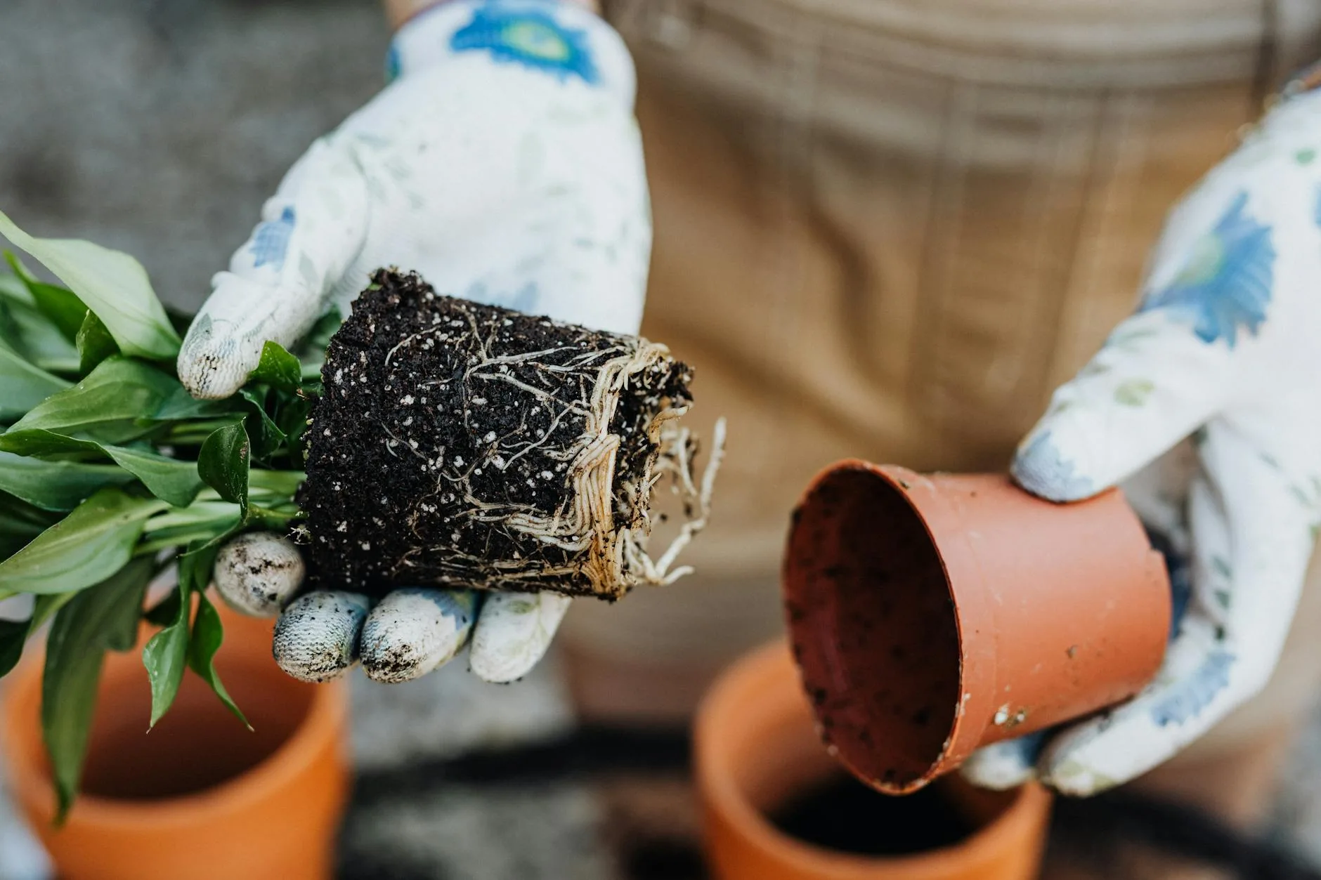 Hands holding rich dark compost soil