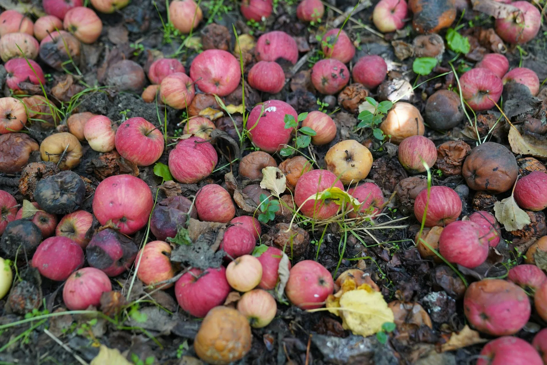 Garden compost heap with organic material breaking down