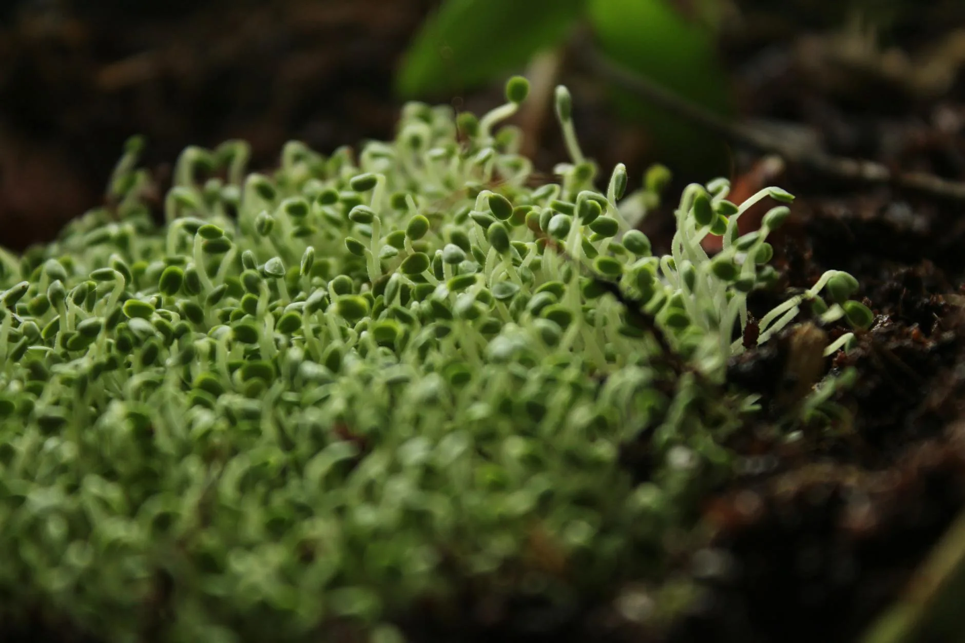 Young seedlings growing in rich compost soil