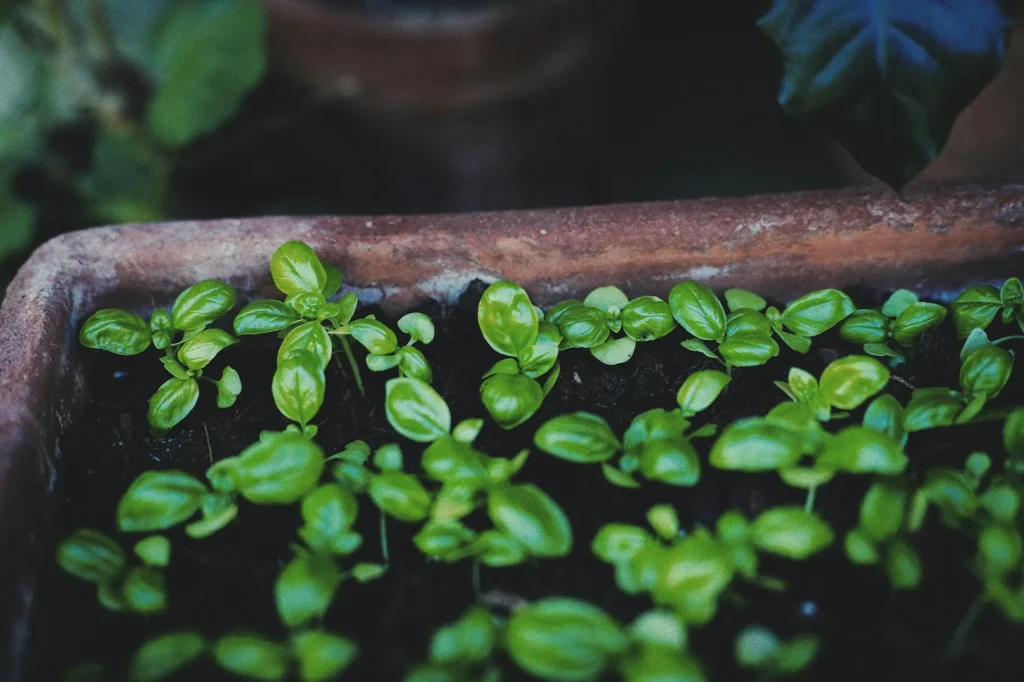 Plants growing in terracotta pots on a sunny garden patio