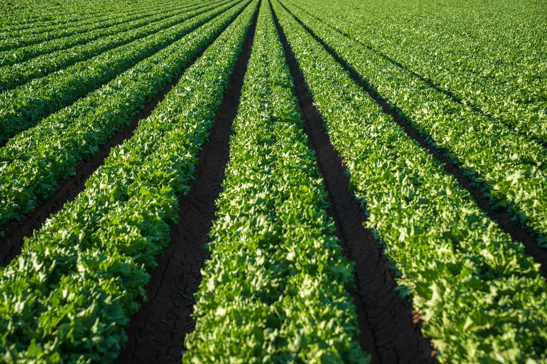 Lettuce rows growing in a raised vegetable garden bed