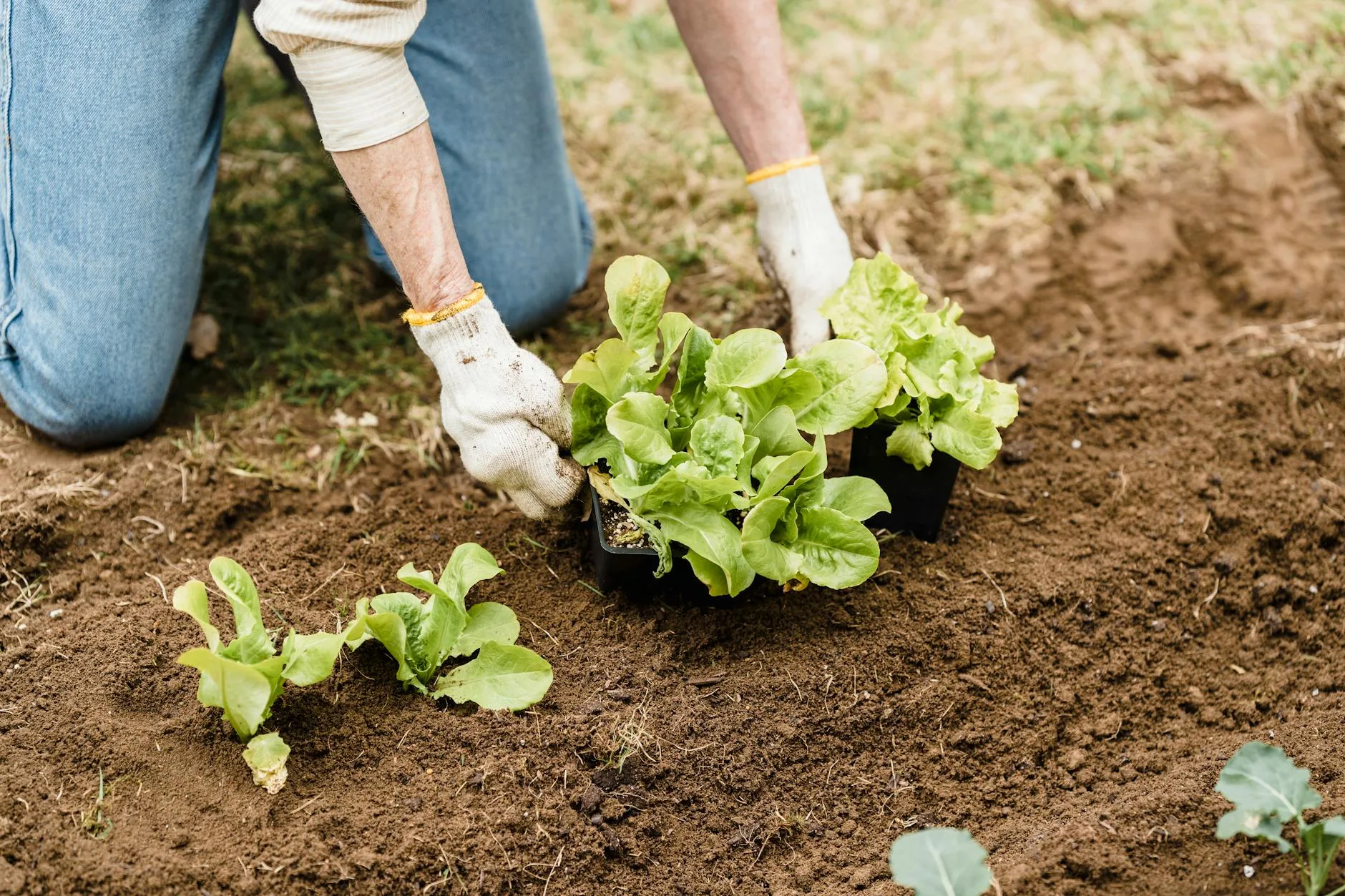 Hands planting seedlings in rich garden soil