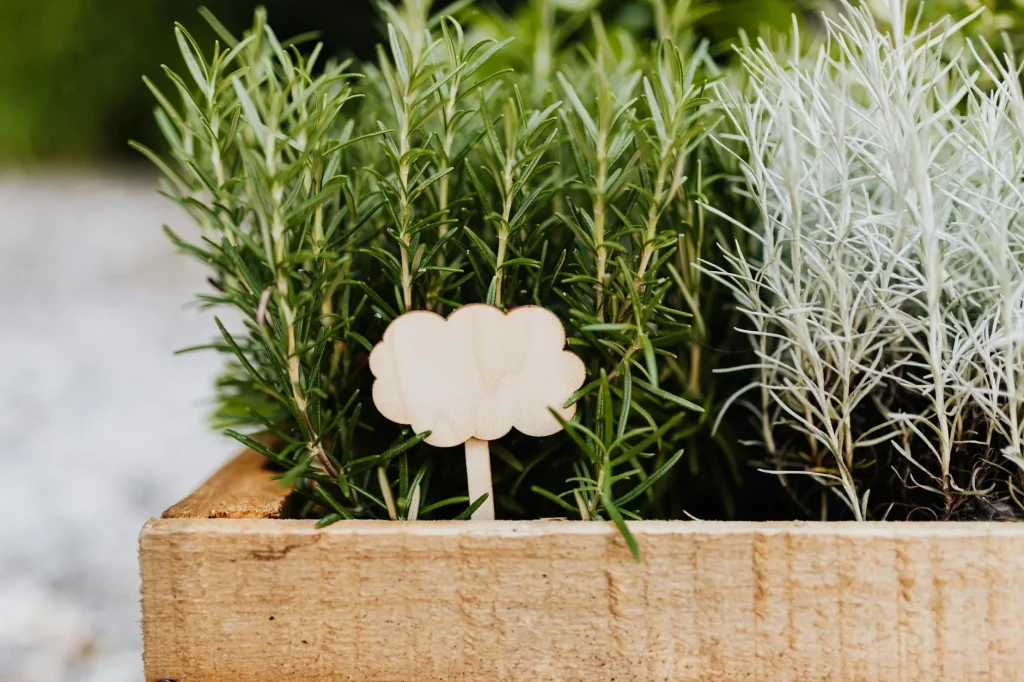 Raised wooden garden bed with lettuce and herbs growing