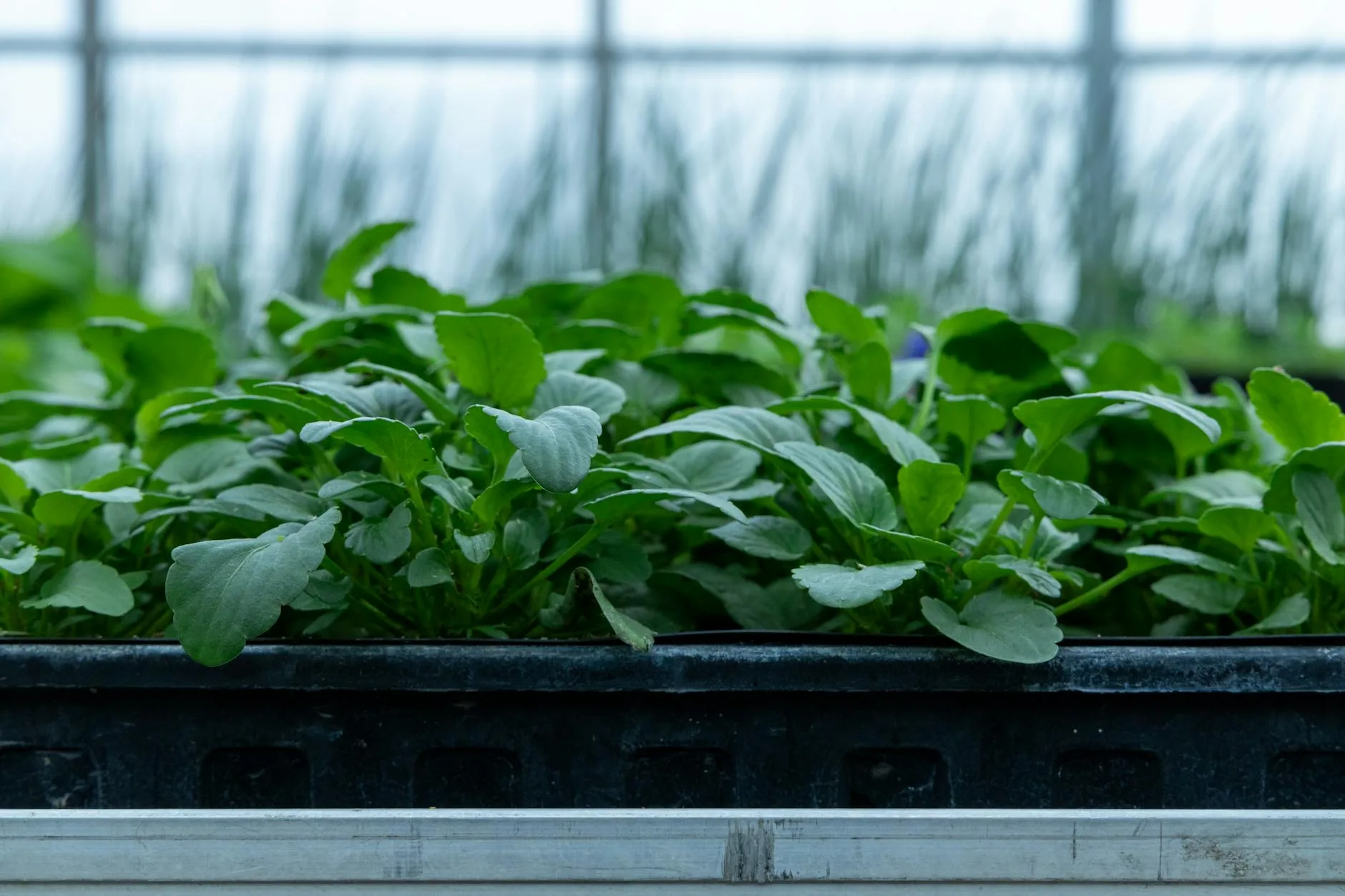 Seedlings growing in trays inside a greenhouse