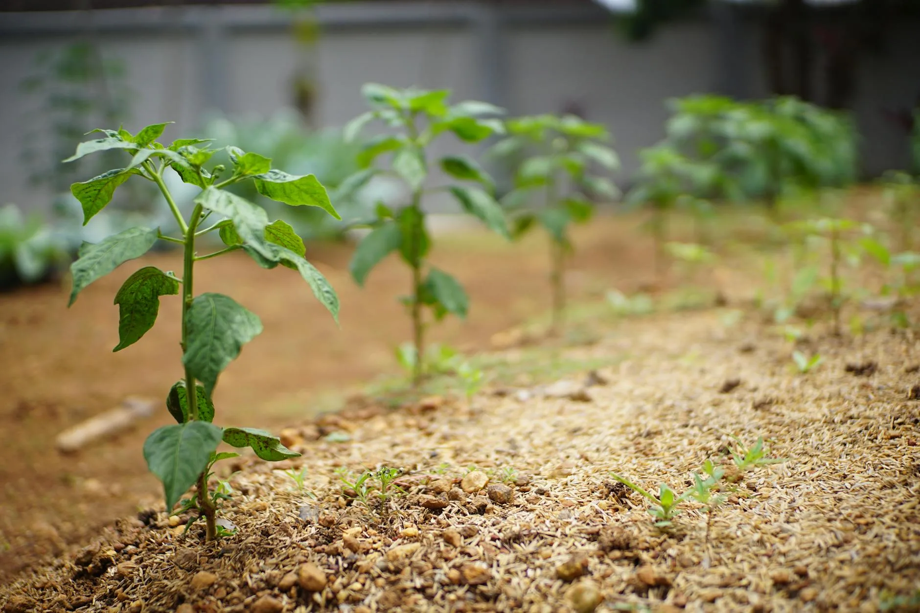 Young seedlings growing in rows in a garden bed