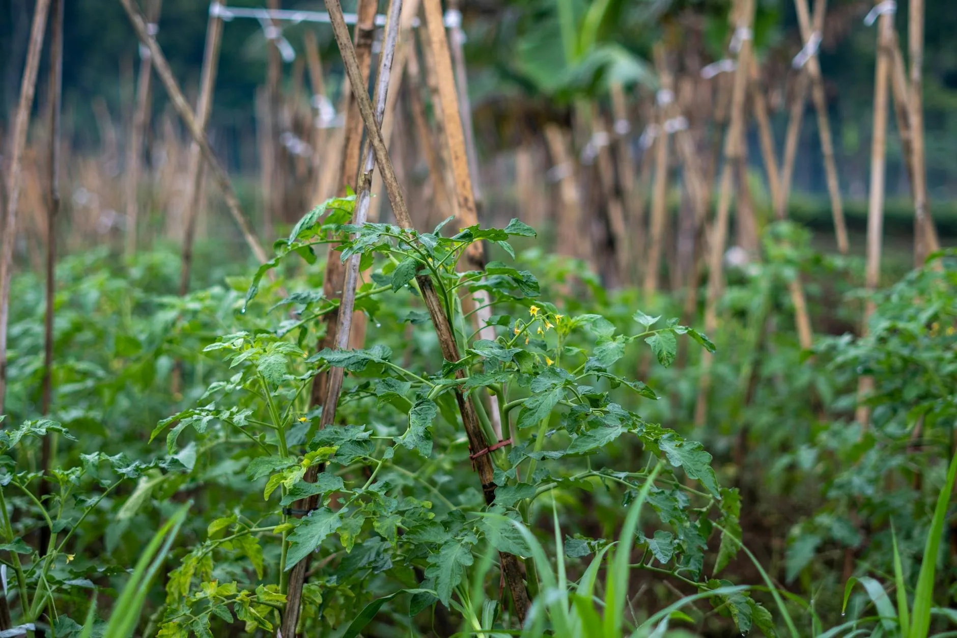 Tomato plants growing on support canes in a raised bed