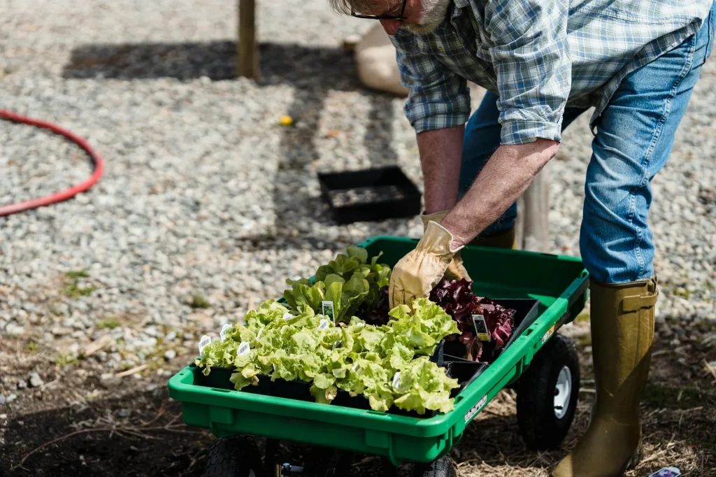 Wheelbarrow in a garden with soil and plants