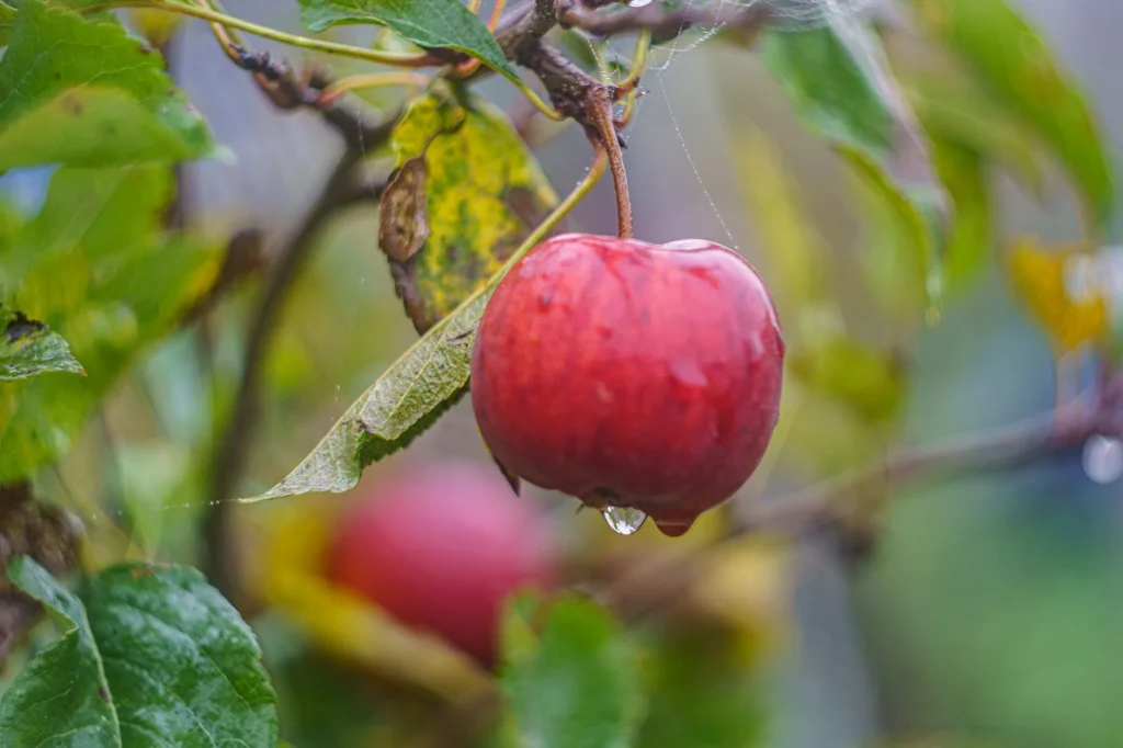 Red apple growing on a tree in a UK garden