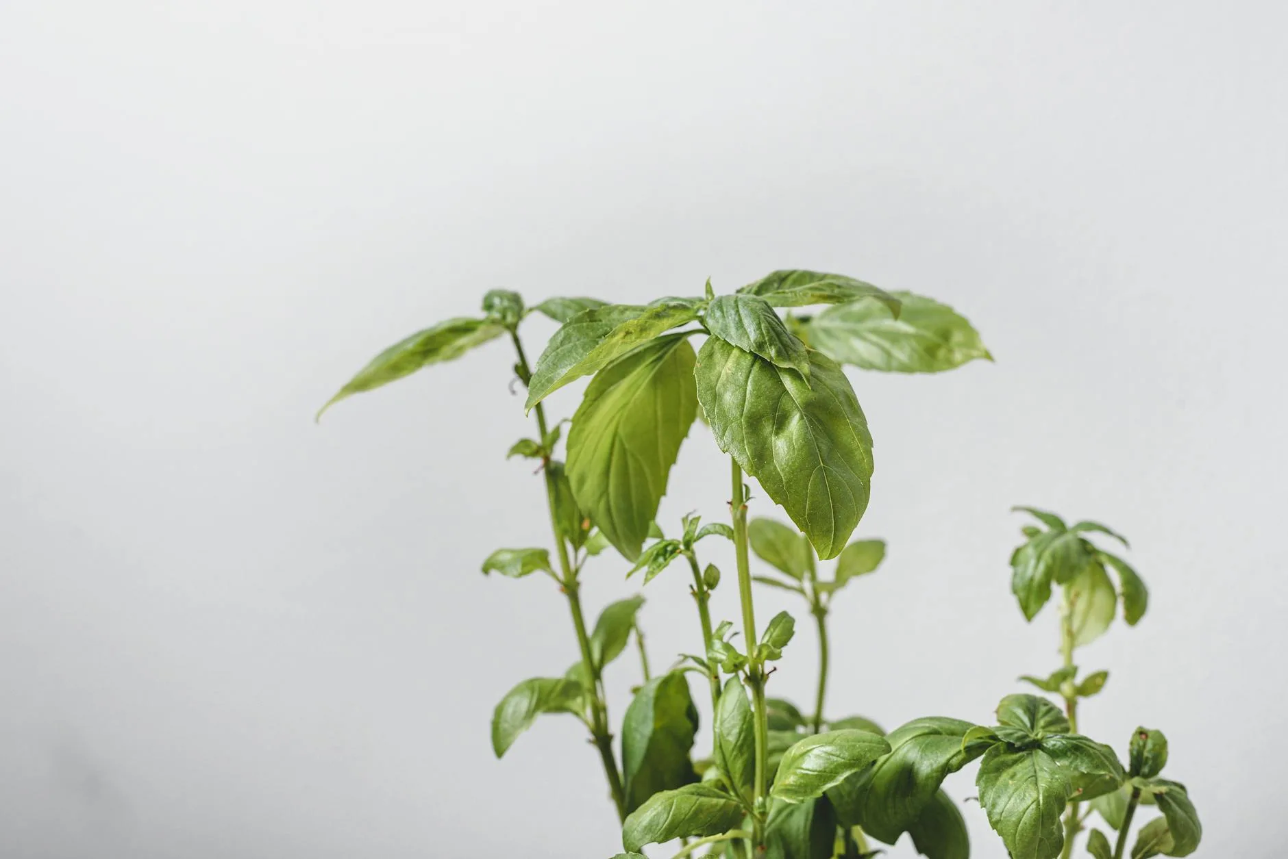 Basil and herbs growing indoors in small pots