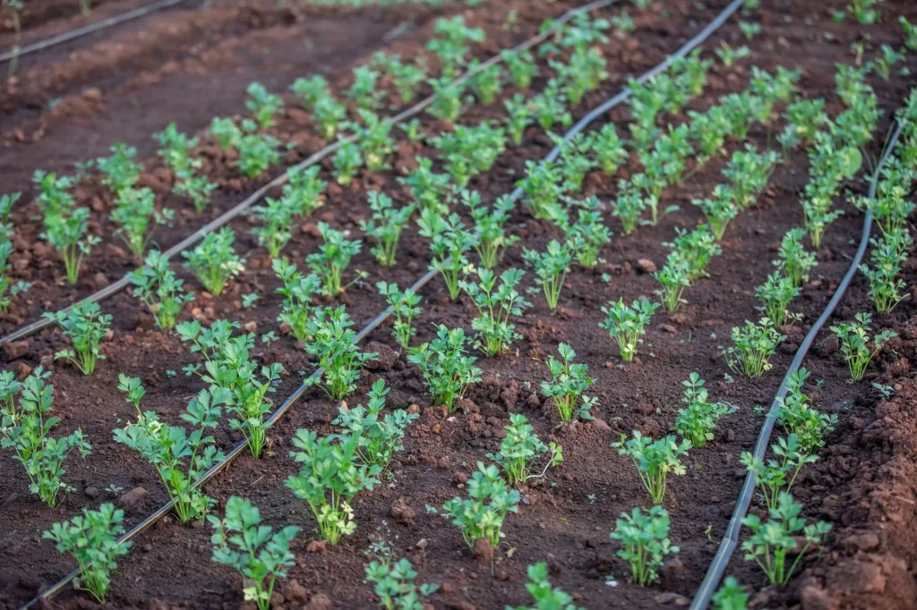 Drip irrigation watering system running through raised vegetable beds