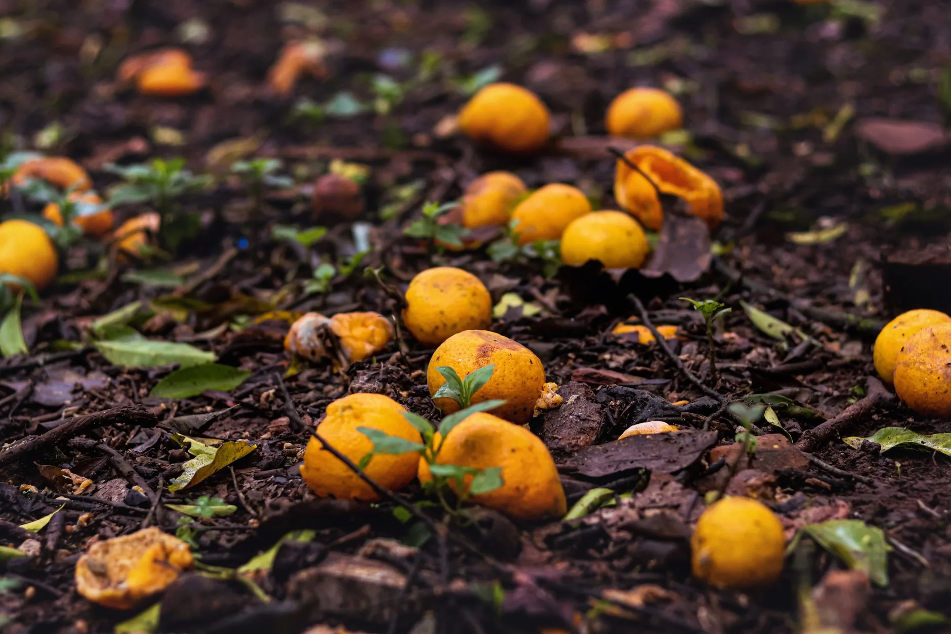 Kitchen scraps and garden waste breaking down in compost