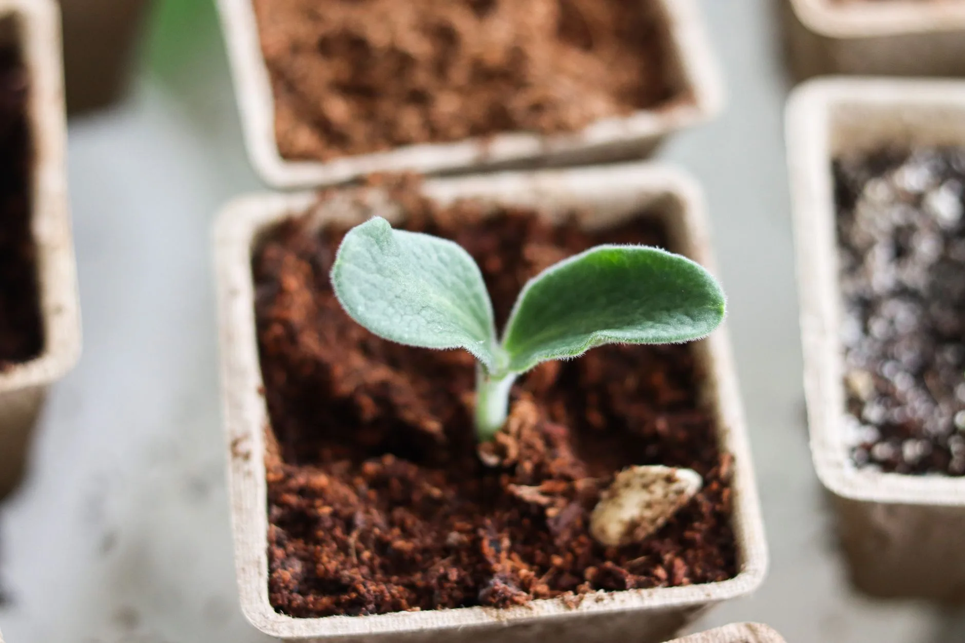 Young courgette seedling in a pot before planting out