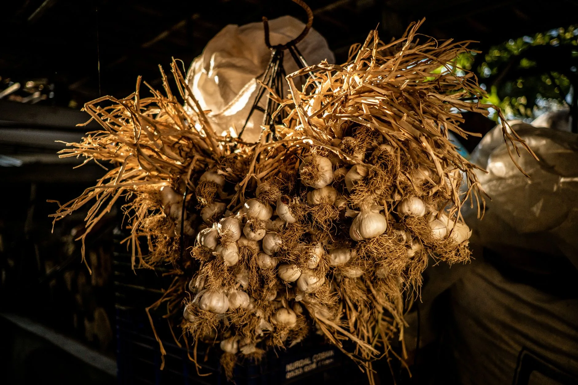 Garlic bulbs curing after harvest in a dry airy place