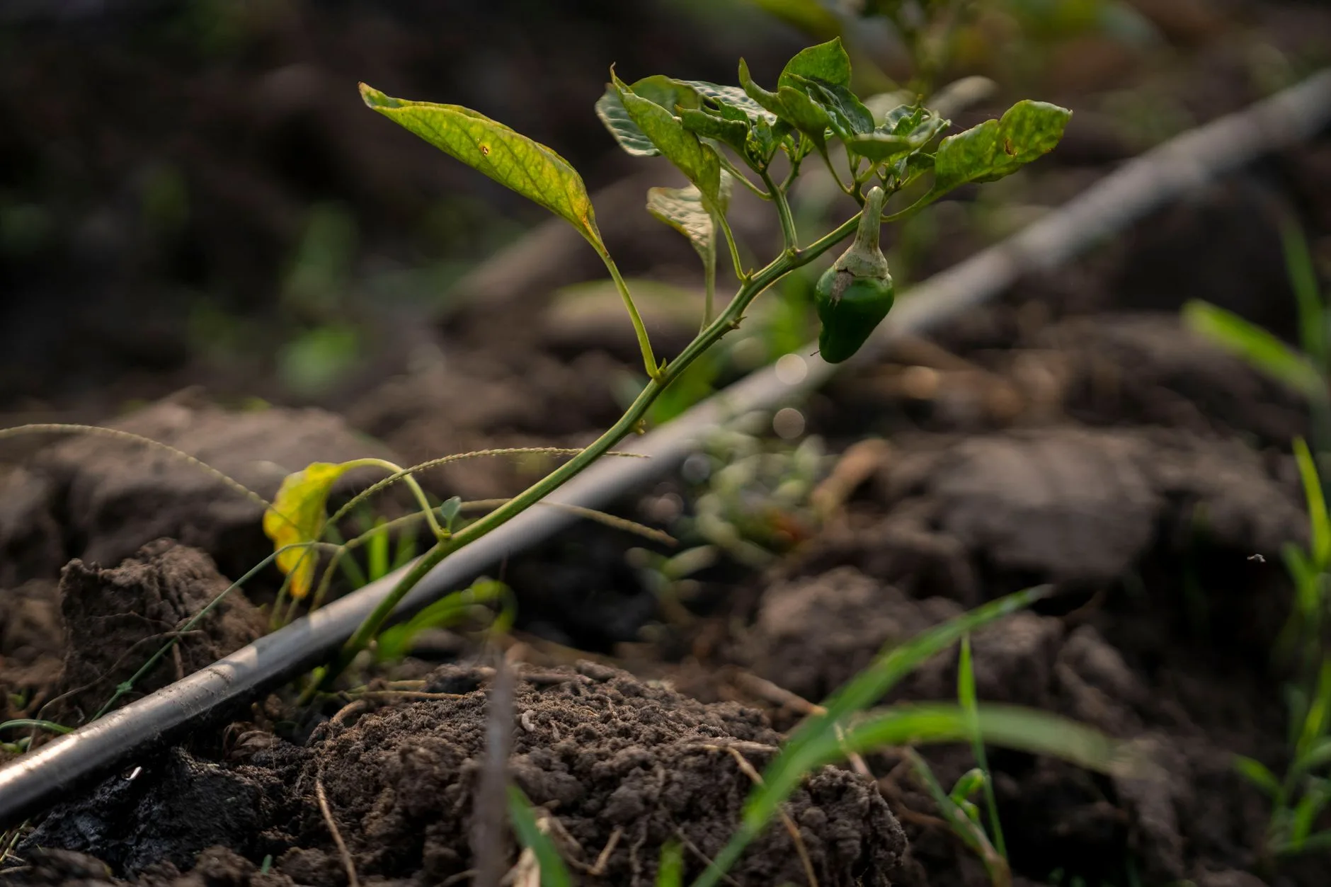 Drip irrigation tube running beside young vegetable plants