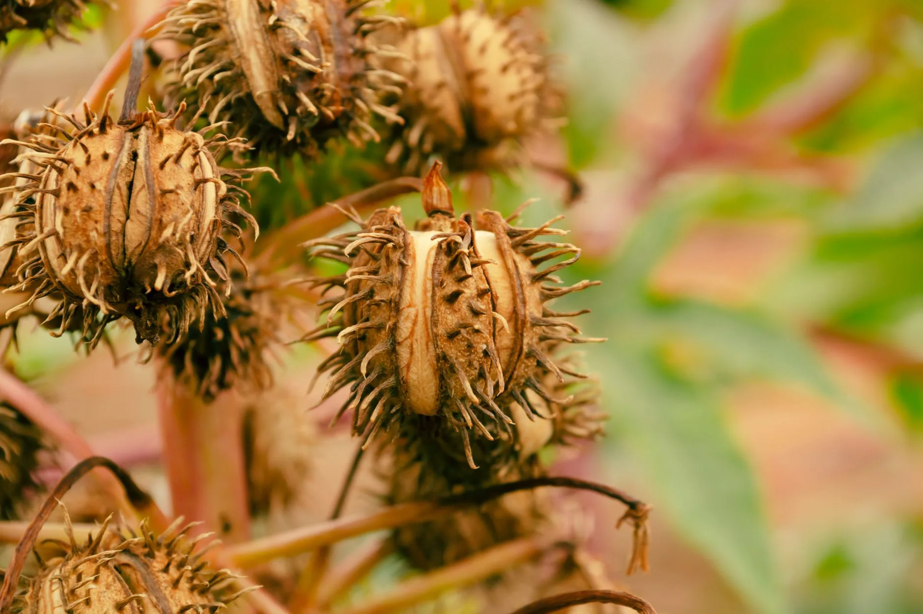 Dry seed pods ready to collect from healthy garden plants