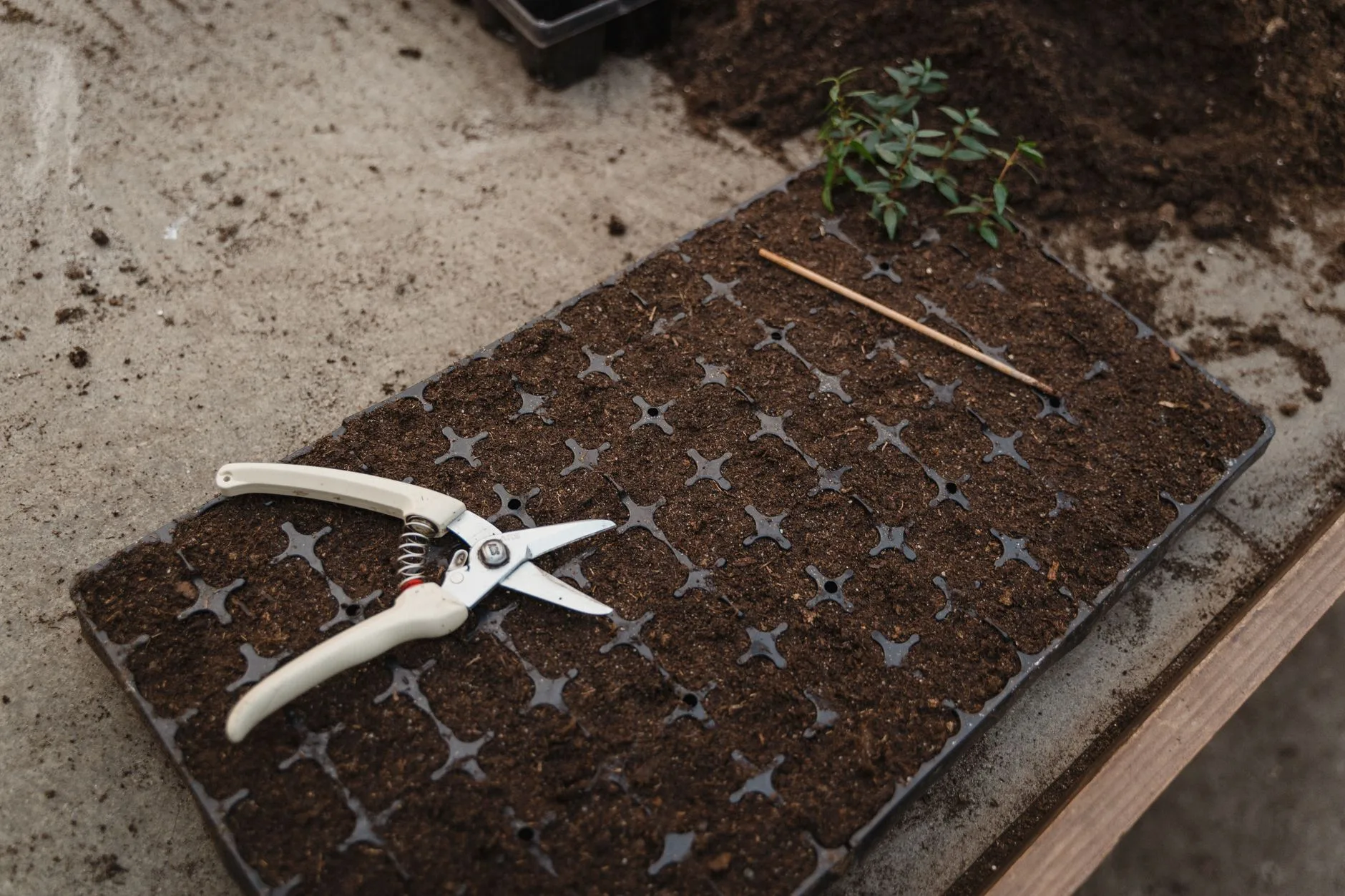 Gardener filling module trays with compost for seed sowing