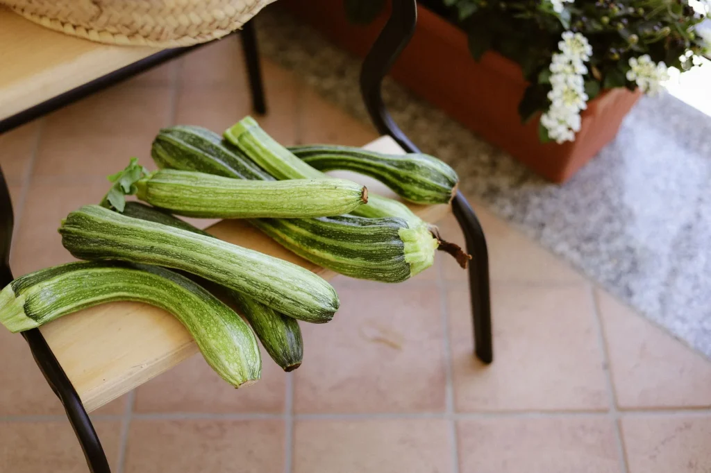 Courgette plant growing in a UK vegetable bed
