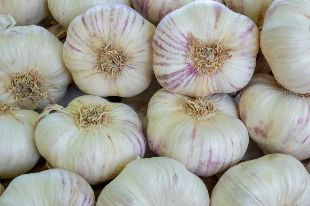 Harvested garlic bulbs from a UK vegetable garden
