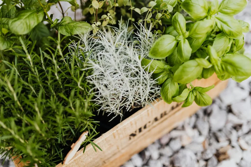 Indoor herb pots growing on a bright kitchen windowsill