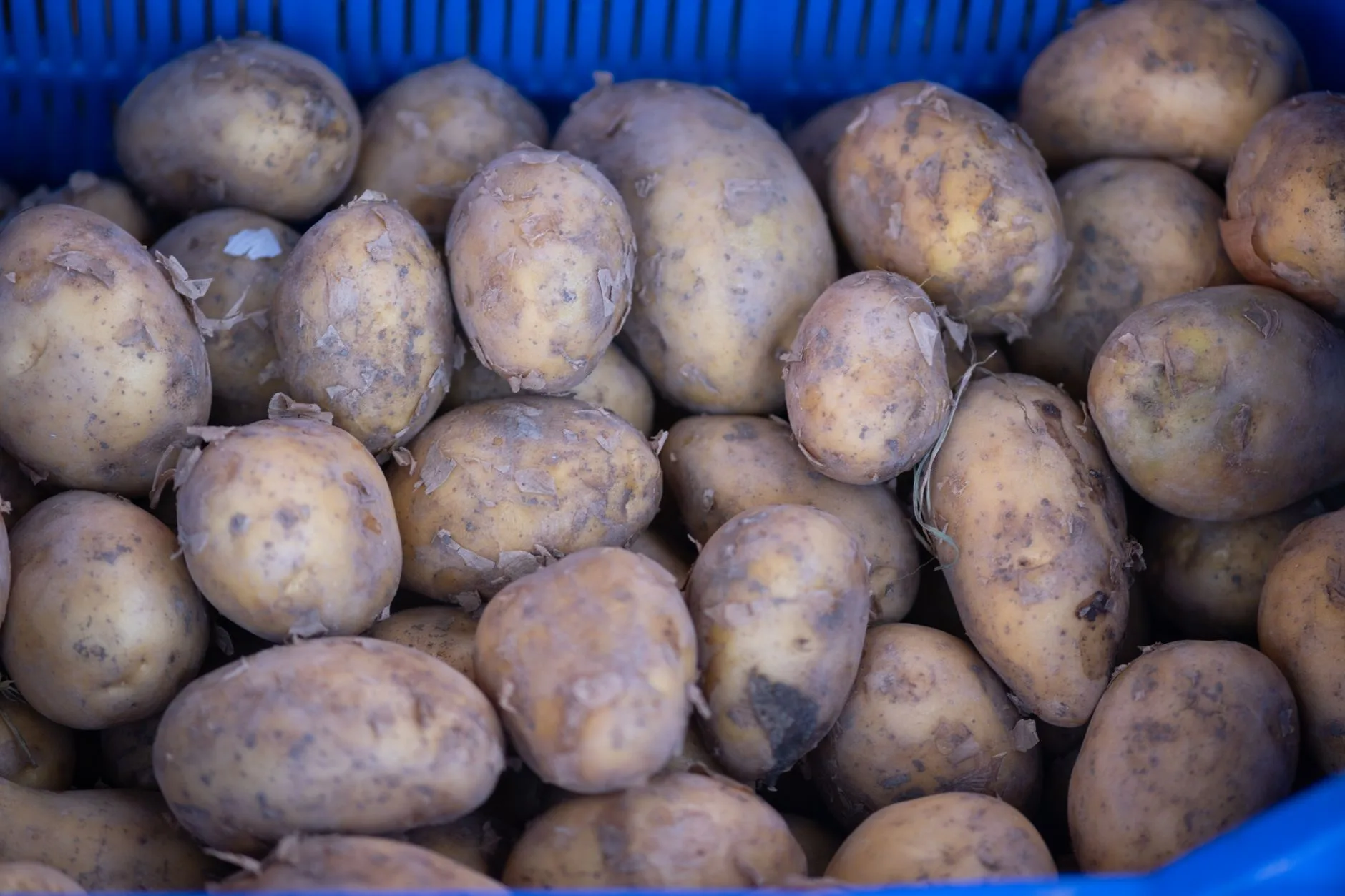 Freshly harvested potatoes lifted from garden soil
