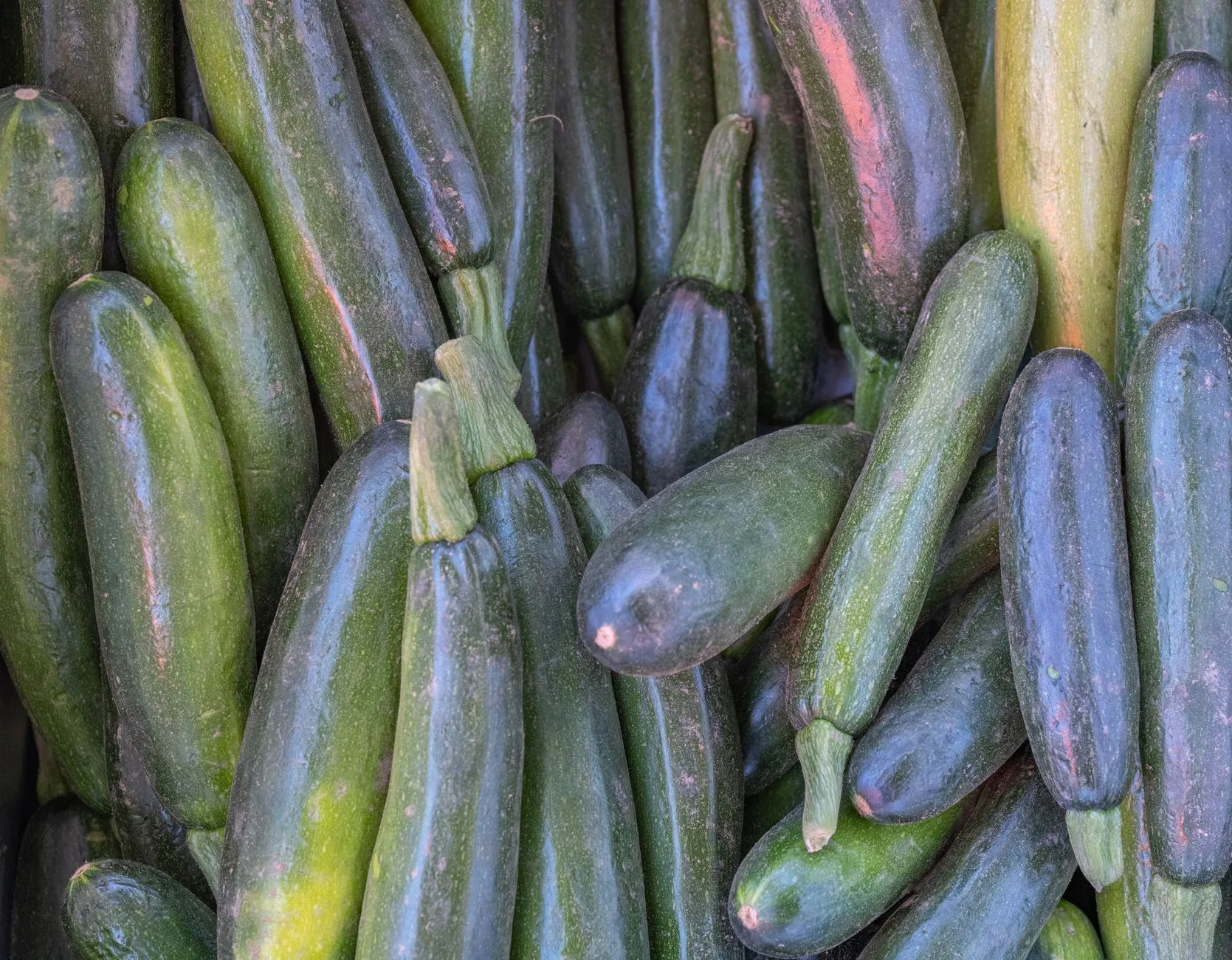 Fresh courgettes ready to harvest from the garden