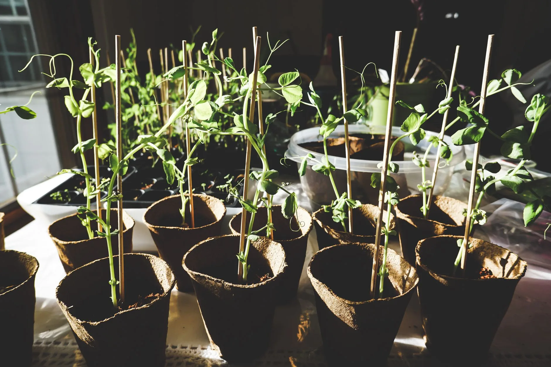 Home seed starting pots on a bright windowsill
