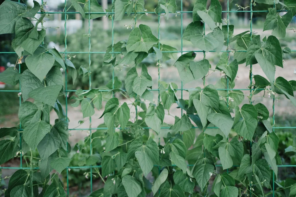 Runner beans growing up bamboo canes in a UK vegetable garden