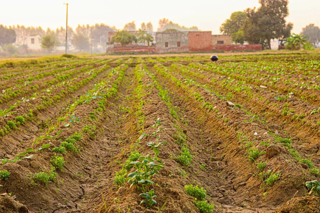 Green potato plants growing in a garden row