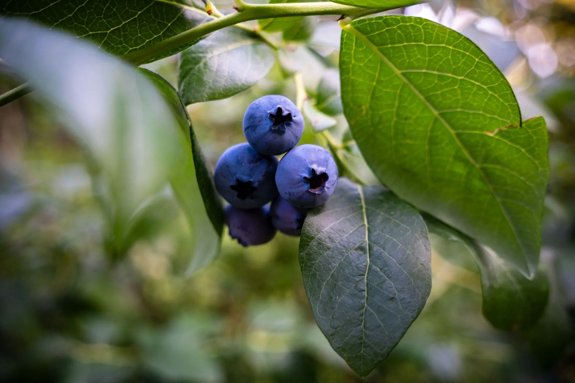 Ripe blueberries on a garden bush ready to protect from birds
