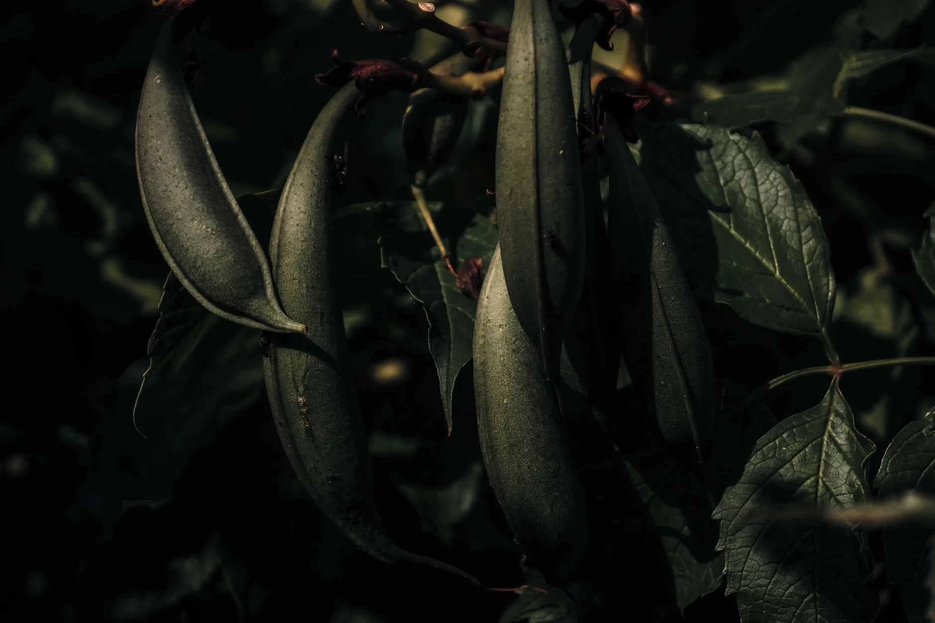 Long runner bean pods hanging from a garden plant
