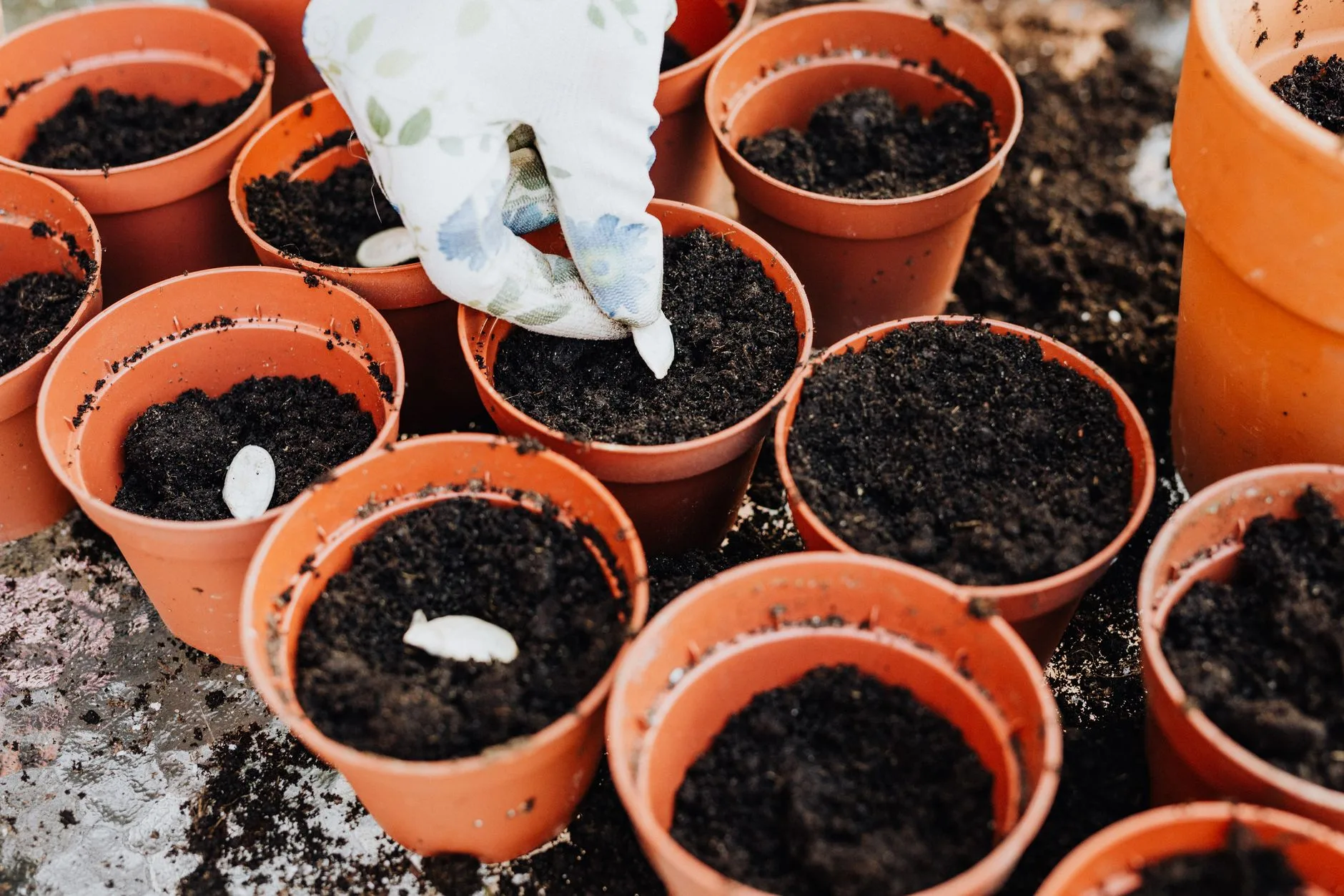Runner bean seedlings in small pots ready for planting out
