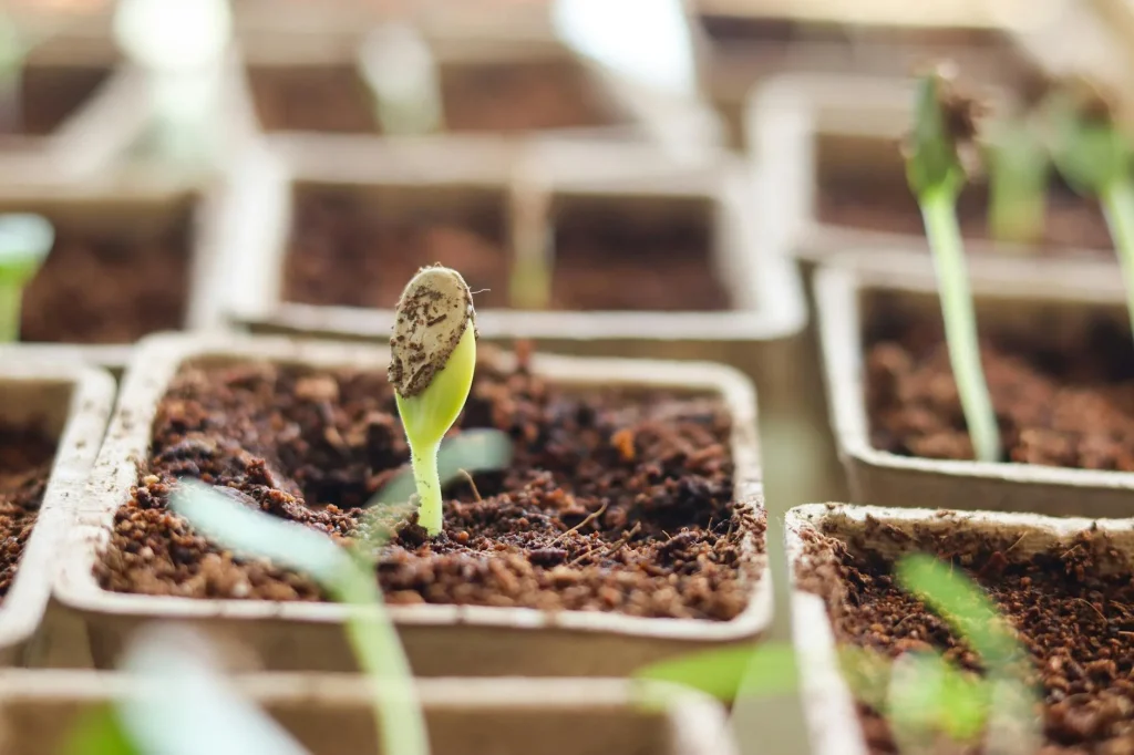 Seed trays with young seedlings on a bright windowsill