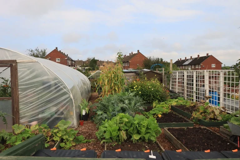 Raised Beds