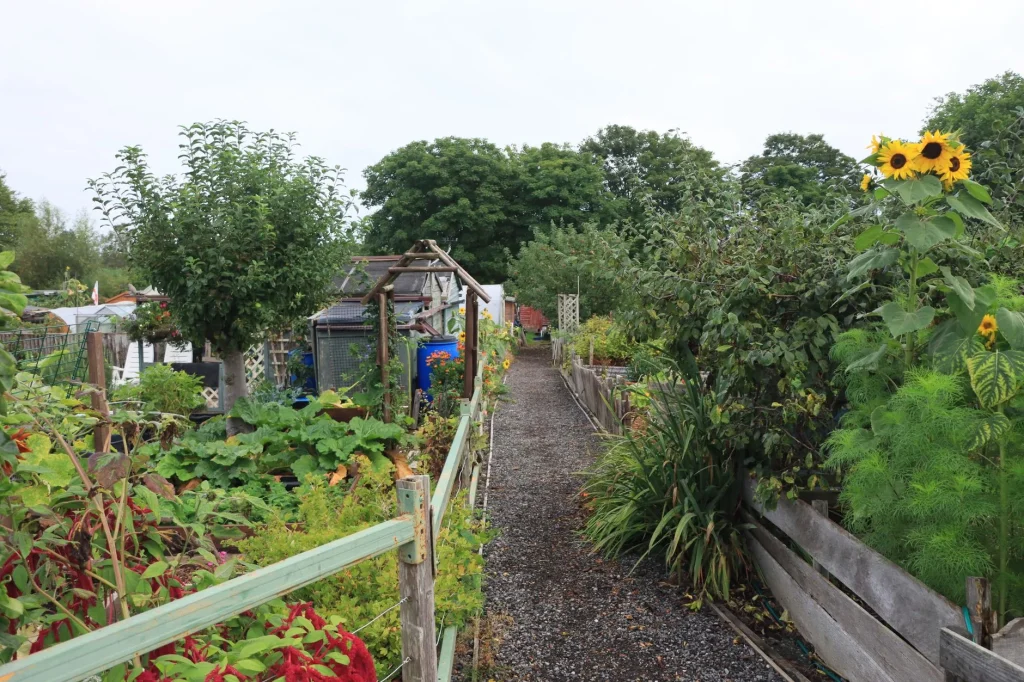 Succession planting in a raised bed vegetable garden