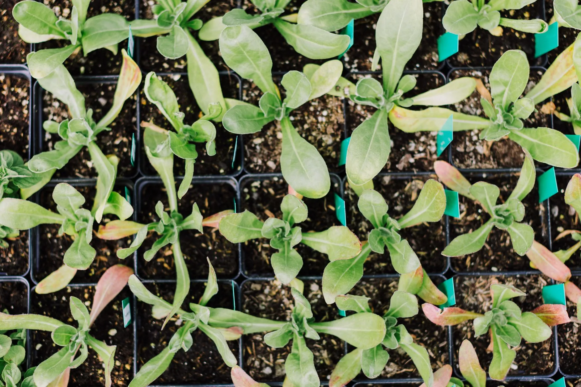 Vegetable seedlings growing in module trays for succession planting